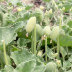 Суперпушка природы: как устроена взрывная система бешеного огурца