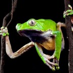 Очередная жертва камбо: в Мексике актриса умерла, приняв яд лягушки