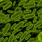 Ваше тело принадлежит не только вам: забота о соседях может защитить от вредных бактерий