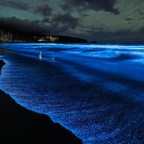 К побережью Тасмании вернулось впечатляющее биолюминесцентное цветение