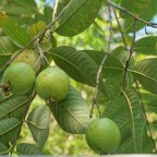 Уже 40 миллионов лет ореховые деревья меняют пол, чтобы эффективнее размножаться