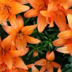 Возлюбленный кот Билли умер после отравления пыльцой лилий