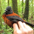 В Новой Гвинее водится птица, которая может отравить человека перьями