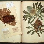 Как жители островов Тихого океана помогали европейским ботаникам совершать их «открытия»