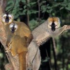 Зачем лемур разжевывает ядовитых насекомых и натирается полученной жижей?