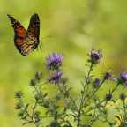 Он страдал в агонии: подросток умер после инъекции останков бабочки