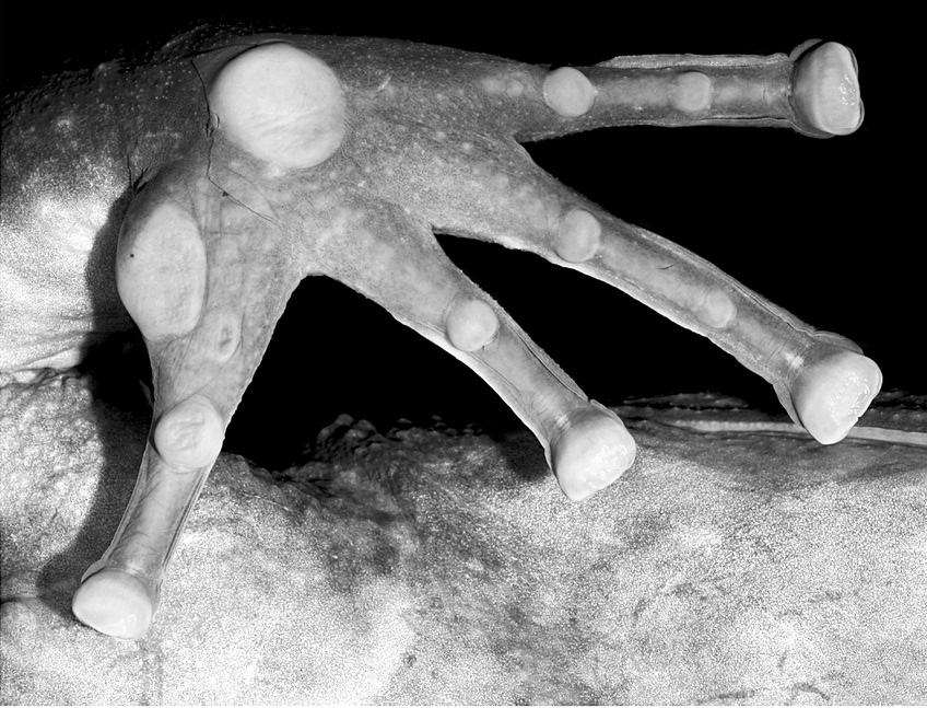 Ученые обнаружили новую ядовитую лягушку-дротик