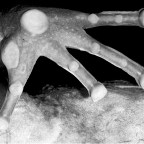 Ученые обнаружили новую ядовитую лягушку-дротик