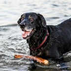 Несколько собак в Великобритании умерли от случайного отравления болиголовом