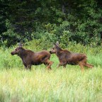 В США несколько лосят погибли, отравившись ядовитым растением