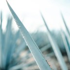 Секрет выживания агавы: почему некоторые растения хорошо переносят даже суровую засуху