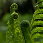 Невероятная сила растений: после страшной климатической катастрофы они миллионы лет боролись за жизнь