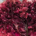 Морской мох — очередной бессмысленный суперфуд или заслуживающий внимания продукт?