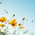 Наблюдение за природой притупляет чувство боли