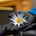 Древняя магия встречается с современной наукой: ученые раскрыли тайны голубого лотоса из Египта