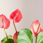 09. Антуриум: отравитель в красной мантии