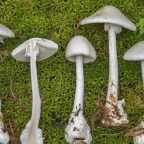 10 самых смертоносных грибов в мире