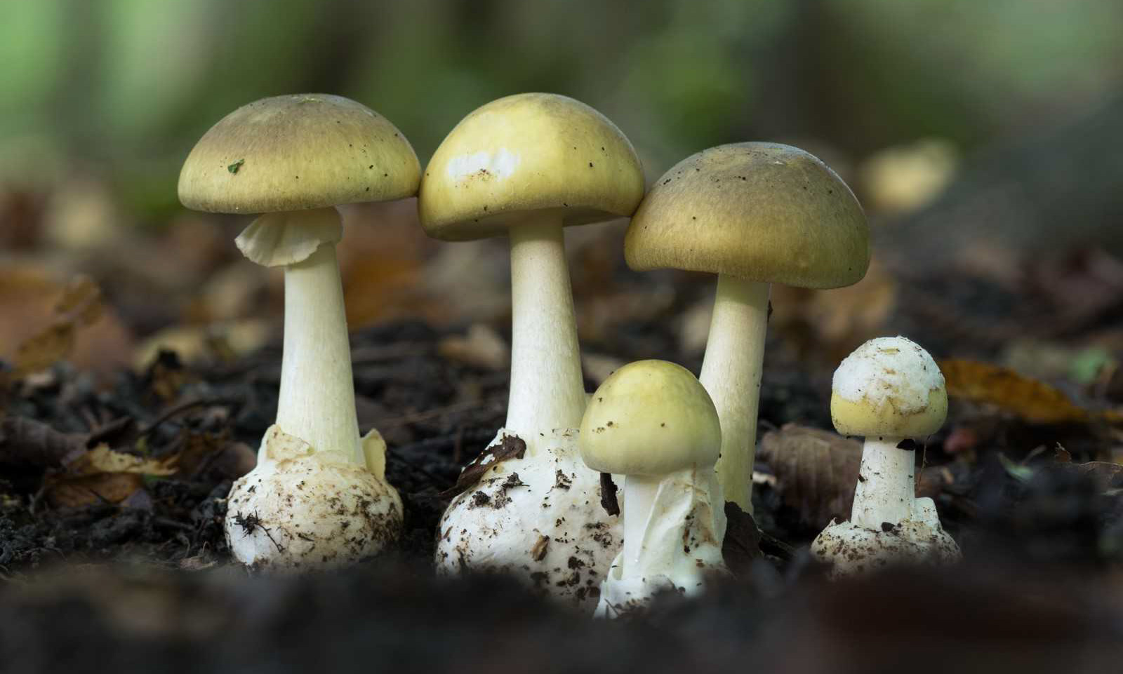 Отличить съедобные грибы от ядовитых сложно: на суде над Эрин Паттерсон выступил миколог