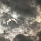 Ученые не думают, что деревья общаются друг с другом во время затмений