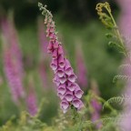 11. Наперстянка — героиня криминального мира