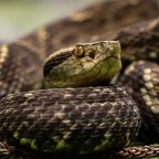 Создано противоядие от укуса змеи, которое в три раза эффективнее существующей терапии