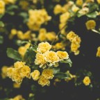 Изначально все розы были желтыми, но эволюция и селекция добавили цвета