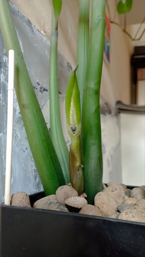 Замиокулькас