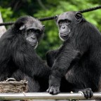 Ученые сняли, как компании диких шимпанзе распивают алкоголь