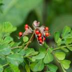 В Висконсине пару обвинили в отравлении женщин таллием и самодельными ядами