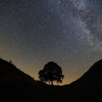 Двое мужчин получили тюремные сроки за убийство знакового дерева