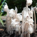 Растение-призрак: странный и неприметный подъельник вызвал раздор между блогерами и учеными