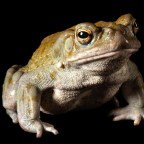 Жабы, обладающие психоделическими способностями, оказались на грани исчезновения и предпочли бы молчать о своих свойствах