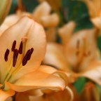 Кошка чудом выжила после контакта с лилиями: предупреждающий знак был замечен на ее щеках