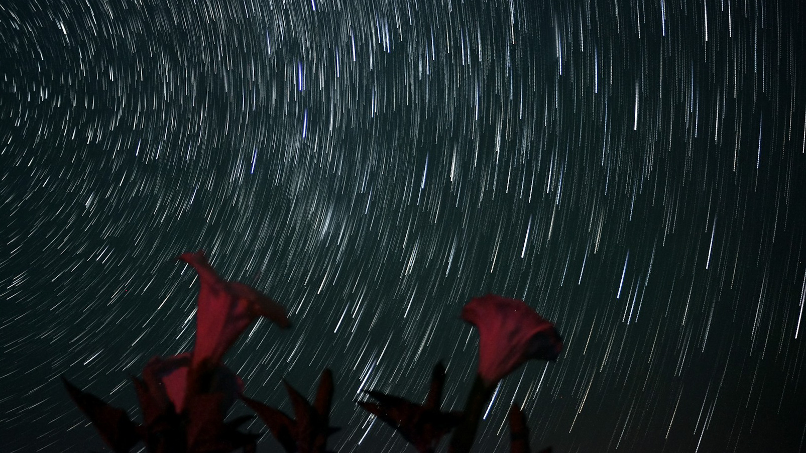 Дыхание дьявола: как препарат от укачивания связан с ограблениями и насилием