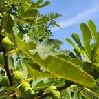 Инжир способен превращать углекислый газ в камень и, вероятно, может спасти планету