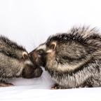 Пушистик-убийца: в мире есть только один ядовитый грызун, и он может убить слона