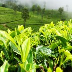 Красный и зеленый свет: как растительные соединения могут способствовать терапии рака