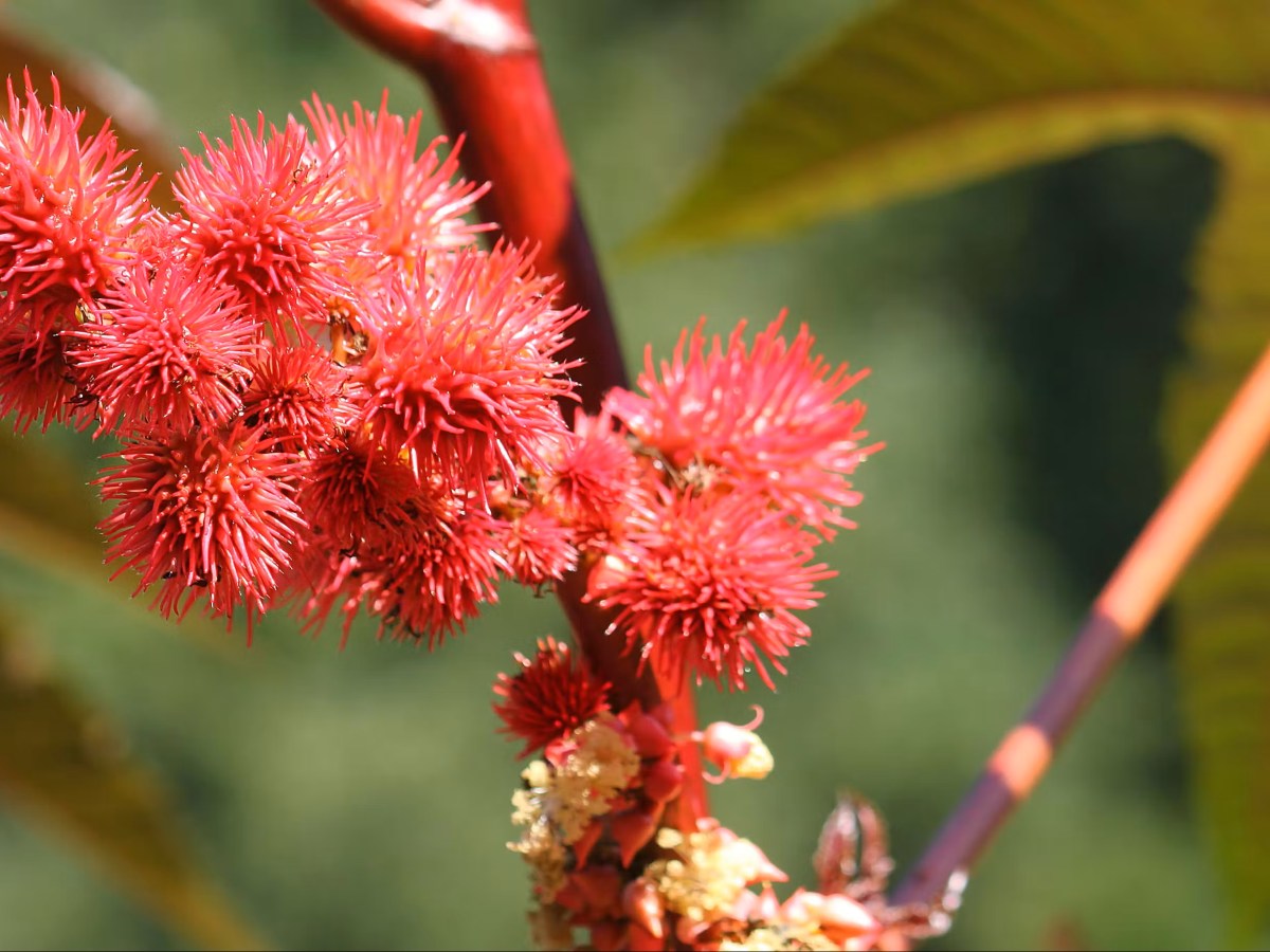 Женщина пыталась отравить соседей рицином, пока те были в отпуске