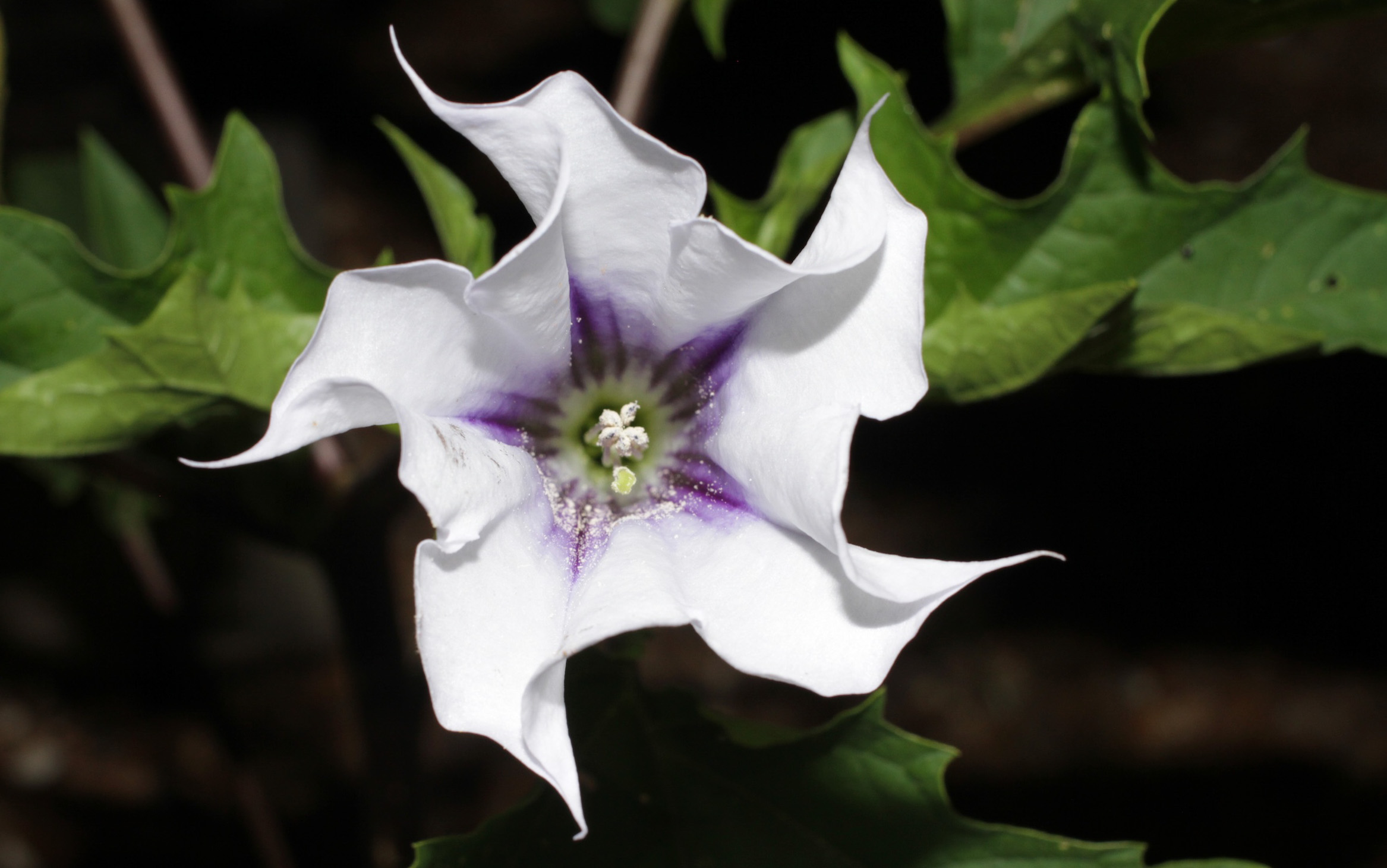 Дурманом сладким веяло