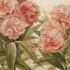 Лавиния Фишер и чай с олеандром. Женщина, которая никогда не была первой в Америке серийной убийцей: S03EP62