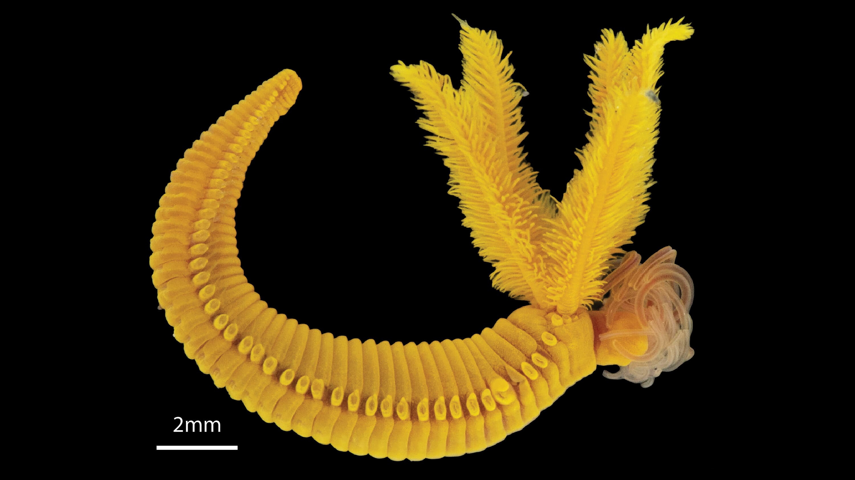 Этот золотой червь борется с ядом с помощью яда и выглядит просто роскошно