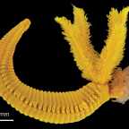 Этот золотой червь борется с ядом с помощью яда и выглядит просто роскошно