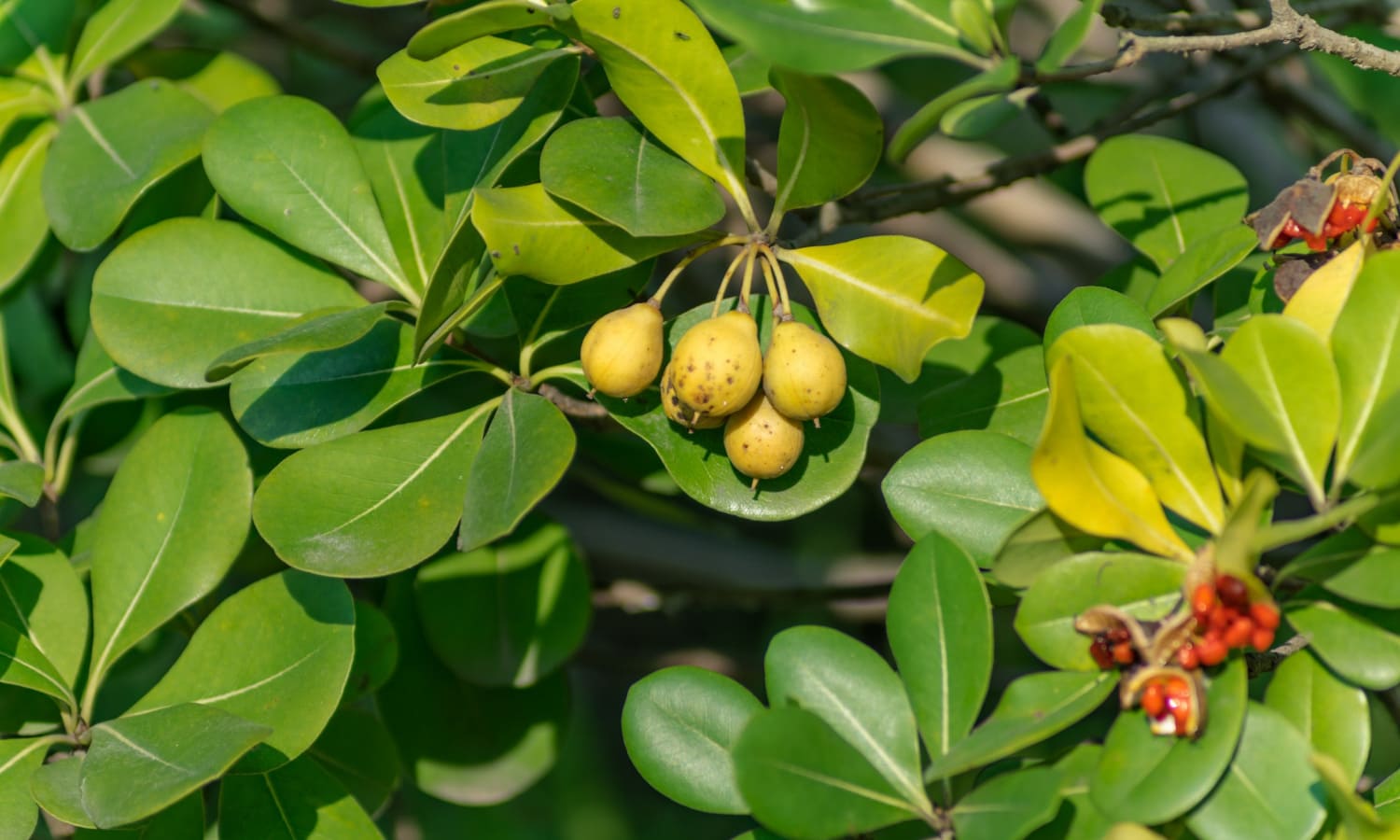 Женщине, отравившей отчима до смерти, грозит до 50 лет заключения