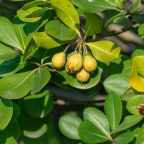 Она помогла матери отравить отчима, а теперь ей грозит до 50 лет тюрьмы