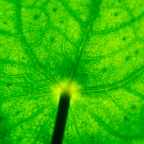 Соцсети обещают, что хлорофилл и коллаген творят чудеса с кожей: что об этом говорит наука?