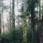 Удивительная сила природы: как деревья правят миром