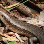Австралийские ящерицы мутировали, чтобы противостоять змеиному яду: однажды это поможет людям