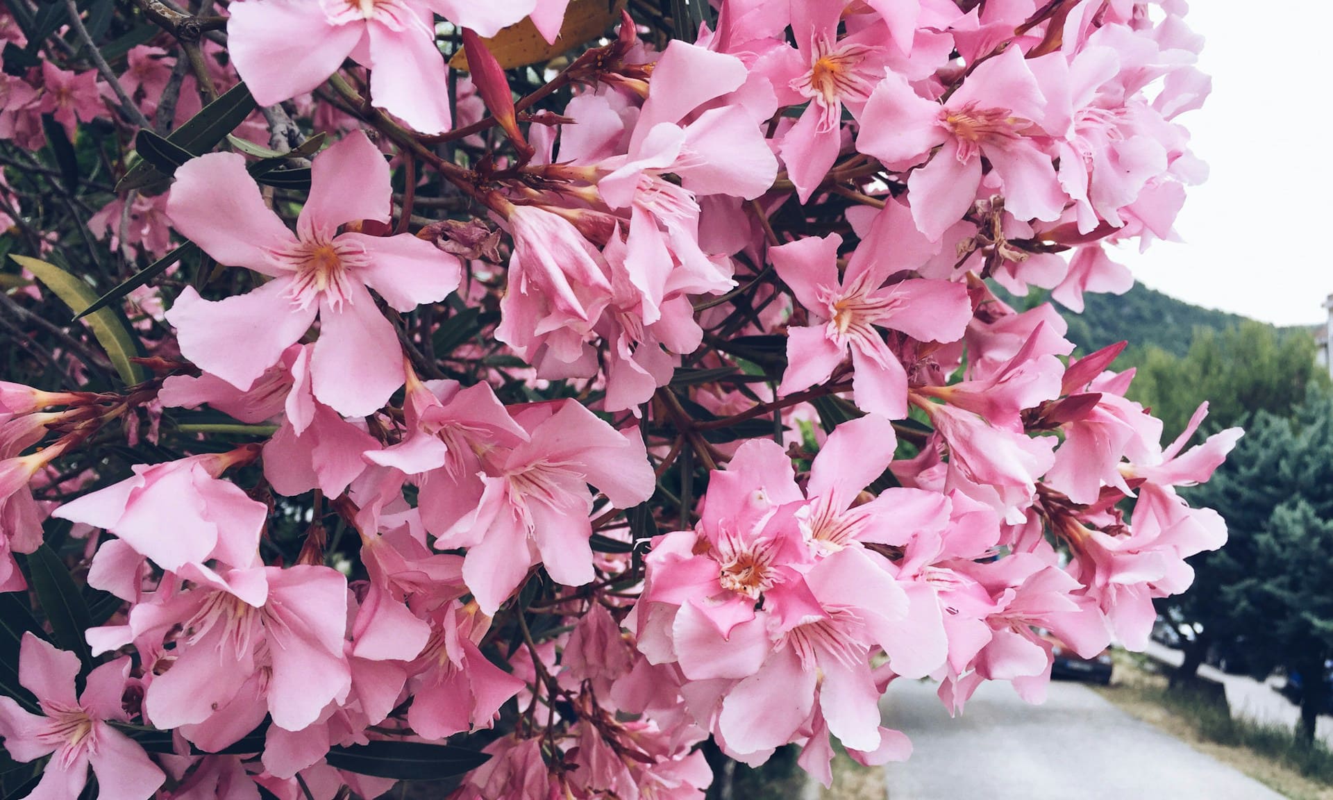 Японский подросток пытался отравить своего дядю смертельно ядовитым растением