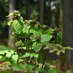 Растение научилось имитировать сигналы бедствия муравьев, чтобы привлекать опылителей