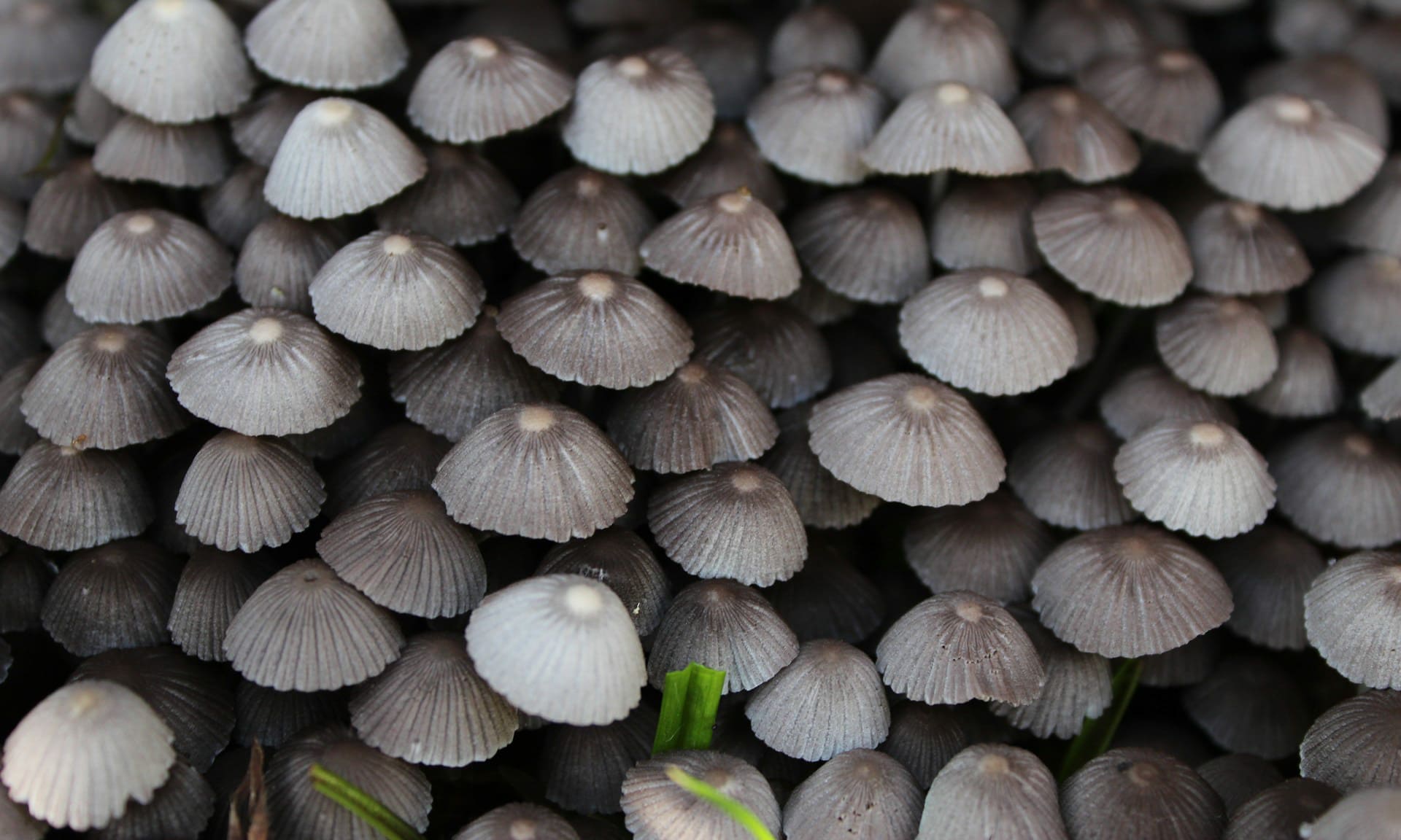 Отец и дочь умерли после того, как отведали ядовитое карри с грибами